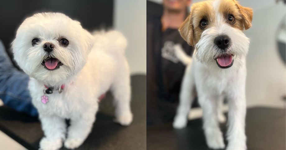 SERVICIOS PARA MASCOTAS